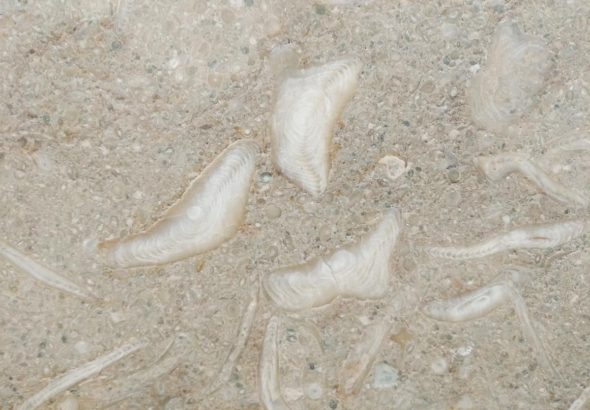 Piedra caliza con fósiles - Gris Osiris Grey - Natural stone with fossils